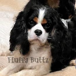 Cavalier King Charles Spaniel, Golden Retriever, and Poodle All Grown Up from Fluffy Buttz