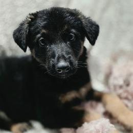 Female 4 - Black and tan female German Shepherd puppy in Leon, West Virginia from Heart2Heart Kennels