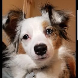 Meah - Toy Australian Shepherd