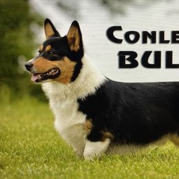 Bull - Pembroke Welsh Corgi