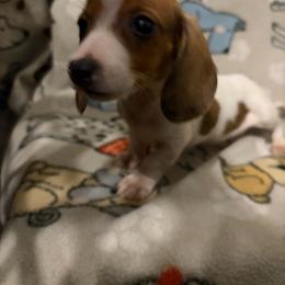 Geralt - Piebald male Dachshund puppy in Conroe, Texas from Dots Dachshunds