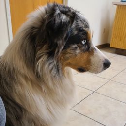 Cas - Australian Shepherd