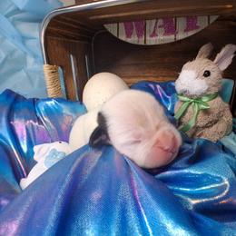 Boy 5 - White male Boxer puppy in Pikeville, Kentucky from Boxers of Whispered Wishes