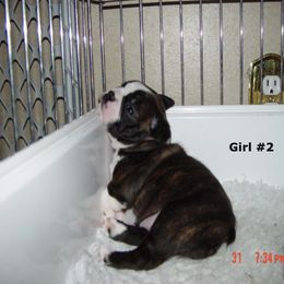 Boston Terrier Puppies from Achates Bostons