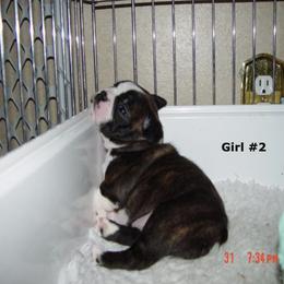 Boston Terrier Puppies from Achates Bostons
