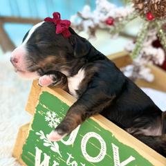 Star - female Australian Mountain Doodle puppy in Miami, Florida from Jade’s Paws & Co. Of Miami LLC