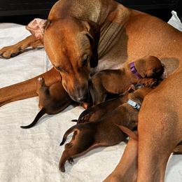 3 - Rd whtn blk nose male Rhodesian Ridgeback puppy in Carver, Massachusetts from Adwera Rhodesian Ridgebacks
