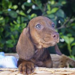 Pint - Brindle male Dachshund puppy in Temecula, California from Naomi Magee's Dachshund Kennel