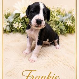 Frankie - Mantle male Great Dane puppy in Liberty, New York from Catskills Greatest Danes