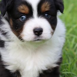 Miniature Australian Shepherds and Toy Australian Shepherds from Faith Farms Mini Aussies