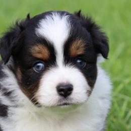 Miniature Australian Shepherds and Toy Australian Shepherds from Faith Farms Mini Aussies