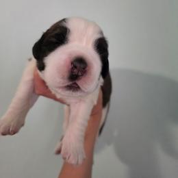 Gilbert - Mahogany and white male Saint Bernard puppy in Brandon, South Dakota from Split Rock Saints
