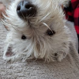 West Highland White Terrier Puppies from Bountiful Westies of West Michigan