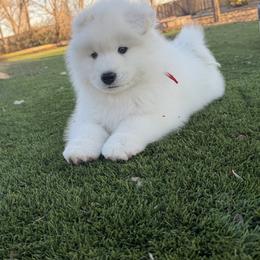 Labrador Retriever and Samoyed Puppies from Carefree Samoyeds & Deserthills Labradors