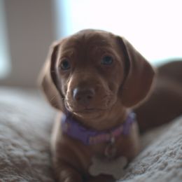 Dachshund Puppies from Dream Dachshunds