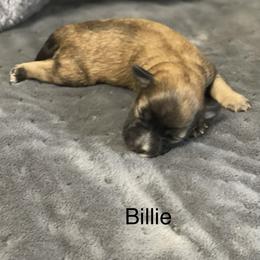 Billie - Wheaten female Miniature Schnauzer puppy in Brundidge, Alabama from Deez Pups Magnificent Schnauzers