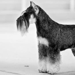 Miniature Schnauzers from ZRULES