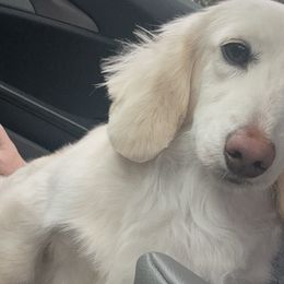 Dachshunds from Walker pups