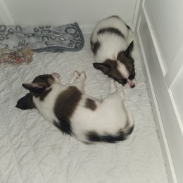 Papillon Puppies from Rene's Papillon