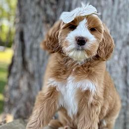 Mimi - Red  female Goldendoodle puppy in Murfreesboro, Tennessee from Cherry Lane Farm Doodles
