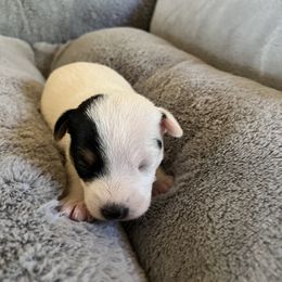 Parson Russell Terrier Puppies from Montana Jacks