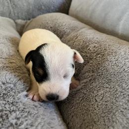 Parson Russell Terrier Puppies from Montana Jacks