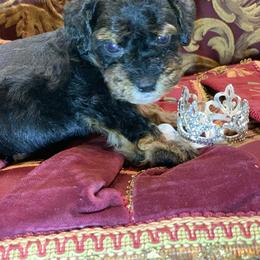 Angus - Black and tan male Schnoodle puppy in Kentucky from Mrs Bs Teeny Schnauzers & Doodles