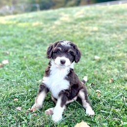 Aussiedoodle Puppies from A Dose Of Doodle