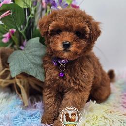 Elsa - Red  female Poodle puppy in Salem, Missouri from Meadowbrook Poodles