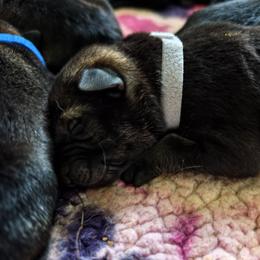 Steel - Sable male German Shepherd puppy in Southern Maryland, Maryland from Reddington Shepherds
