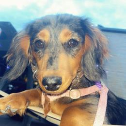 Oakley - Dachshund