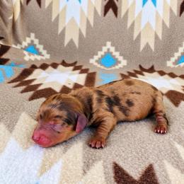 Girl 2 - Dapple female Dachshund puppy in Oklahoma from Red Oak Long Dogs