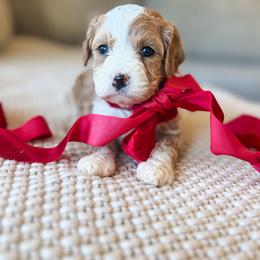 Cappuccino - Apricot female Goldendoodle puppy in New Harmony, Indiana from Cottonwood Farms