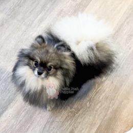 Chaz - Pomeranian