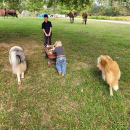 Collie Puppies from Voneida Collies
