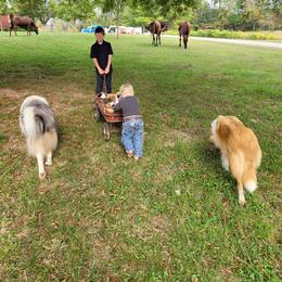 Collie Puppies from Voneida Collies
