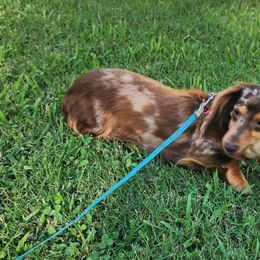 Freckles - Dachshund