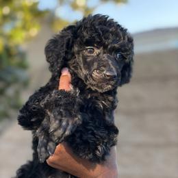 Solene - Brindle female Poodle puppy in Corona, California from Garden Of Poodles