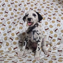 Blueberry Donut- Blue - White and black female Dalmatian puppy in Claremore, Oklahoma from Lotsofdots Dalmatians