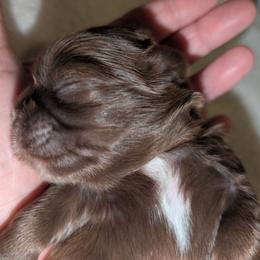 Tasha - Chocolate female Shih Tzu puppy in Claxton, Georgia from Small Pawz Shih tzu