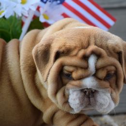Boy 1 - Fawn and white male Bulldog puppy in Bradleyville, Missouri from HurstBulldogs