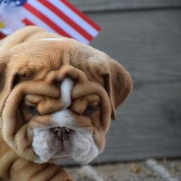 Boy 1 - Fawn and white male Bulldog puppy in Bradleyville, Missouri from HurstBulldogs
