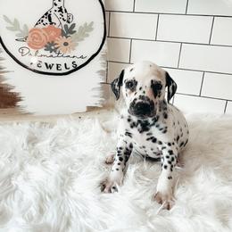 Dalmatian Puppies from Spotted Jewels Dalmatians