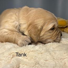 Tank - Golden male Golden Retriever puppy in New Ringgold, Pennsylvania from Hawk Mountain Doodles