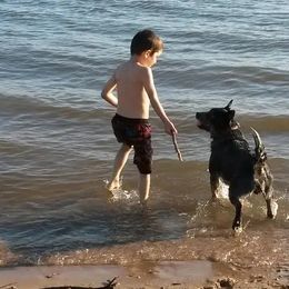 Australian Cattle Dogs from Copper Rock Australian Cattle Dogs