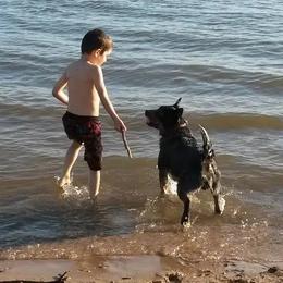 Australian Cattle Dogs from Copper Rock Australian Cattle Dogs