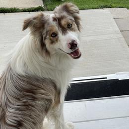 Lyla - Border Collie