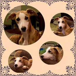 Whippet Puppies from Aristaios Farms