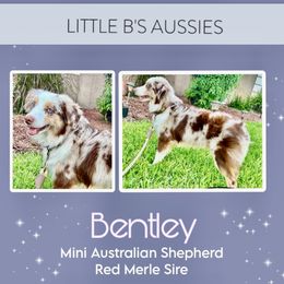 Bentley - Miniature Australian Shepherd