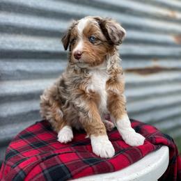 General Kia - male Australian Mountain Doodle puppy in Randolph, Utah from Dry Canyon Pups